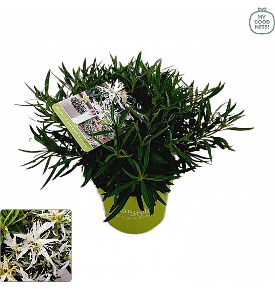 Japanska azaleja Starstyle ® bijela Ø10,5 cm