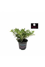 Rododendron Bloombux ® svijetlo ružičasti Ø10,5 cm