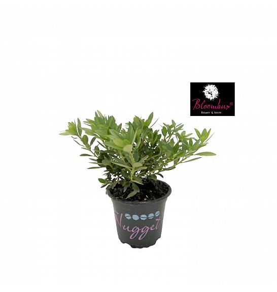 Rododendron Bloombux ® svijetlo ružičasti Ø10,5 cm