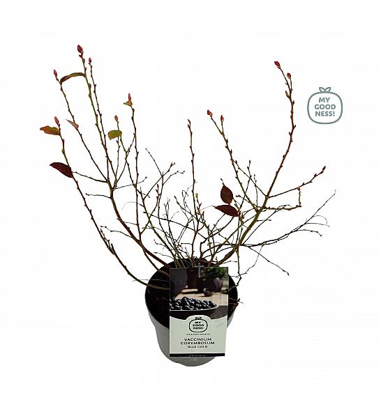 Vaccinium corymbosum Bluegold C2 Lit. 20 cm