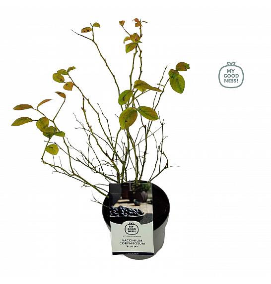 Vaccinium corymbosum Plava šojka C2 Lit. 20 cm