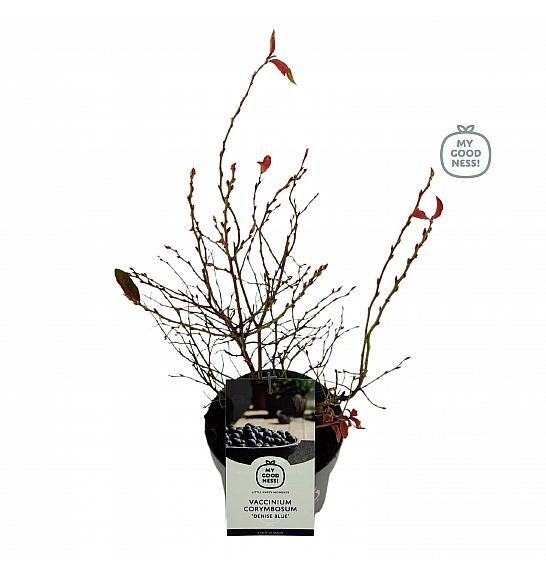Vaccinium corymbosum Denise C2 Lit. 20 cm