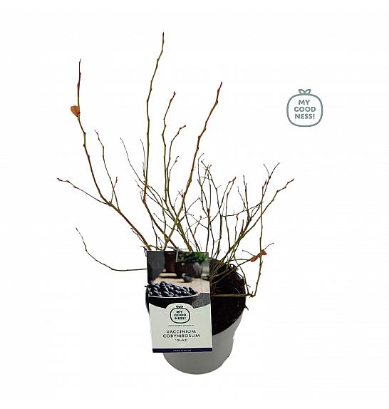 Vaccinium corymbosum Duke C2 Lit. 20 cm