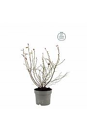 Vaccinium corymbosum Top Hat C2 Lit. 20 cm