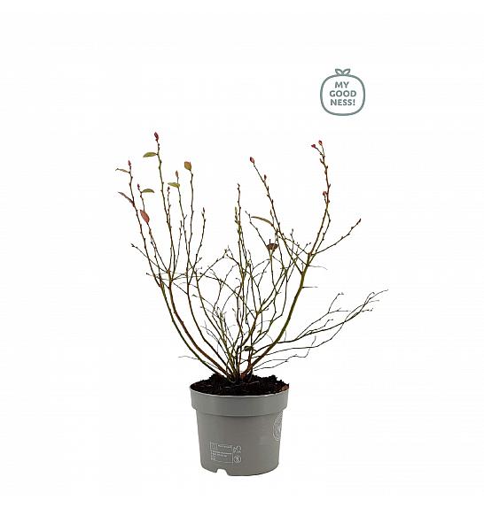 Vaccinium corymbosum Top Hat C2 Lit. 20 cm