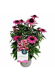 Ehinacea gusta ljubičasta C2 lit. 20 cm