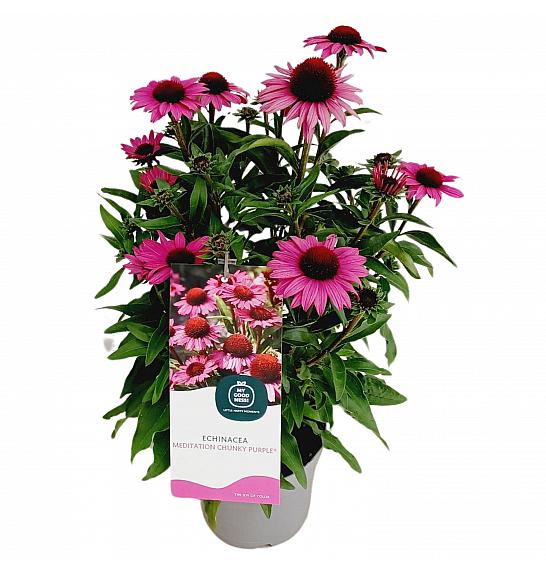 Ehinacea gusta ljubičasta C2 lit. 20 cm