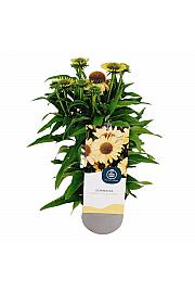 Ehinacea Meditacija Limeta C2 Lit. 20 cm