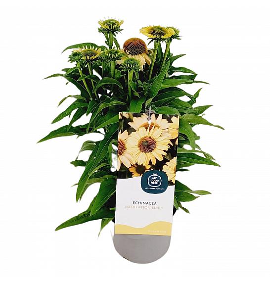 Ehinacea Meditacija Limeta C2 Lit. 20 cm