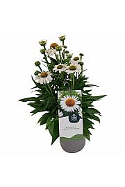 Ehinacea Meditacija Bijela C2 Lit. 20 cm