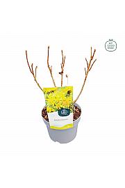 Azalea mollis Luteum C2 Lit. 20-30 cm