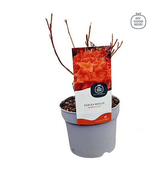 Azalea mollis Nabucco C2 Lit. 20-30 cm