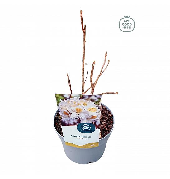 Azalea mollis Persil C2 Lit. 20-30 cm