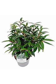 Sarcococca hookeriana Purple Gem ® C2 Lit. 20 cm