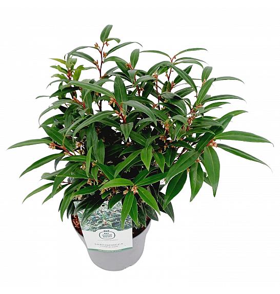 Sarcococca hookeriana Purple Gem ® C2 Lit. 20 cm