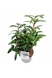 Sarcococca hookeriana Winter Gem ® C2 Lit. 20 cm