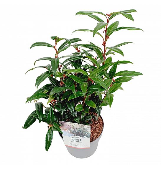 Sarcococca hookeriana Winter Gem ® C2 Lit. 20 cm