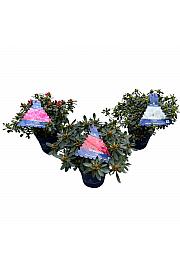 Azalea japonica Hortinno Mix C1,5 lit. 25 cm