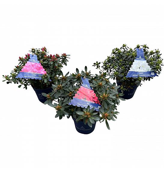 Azalea japonica Hortinno Mix C1,5 lit. 25 cm