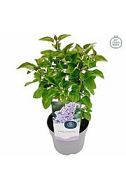 Syringa vulgaris Ametist C2 Lit. 20 cm