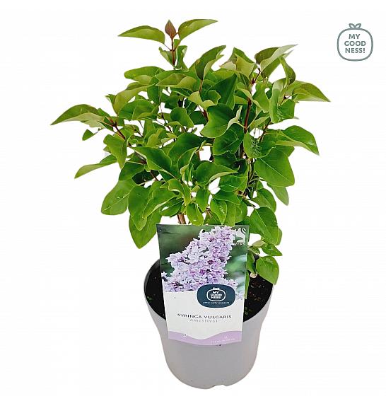 Syringa vulgaris Ametist C2 Lit. 20 cm