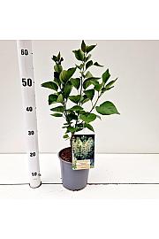Syringa vulgaris jaglac C2 Lit. 20 cm