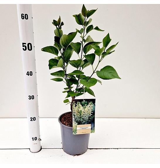 Syringa vulgaris jaglac C2 Lit. 20 cm