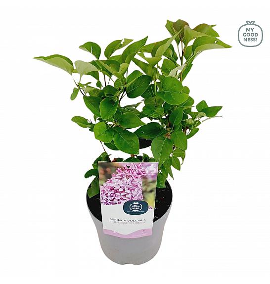 Syringa vulgaris Princesse Sturdza C2 Lit. 20 cm