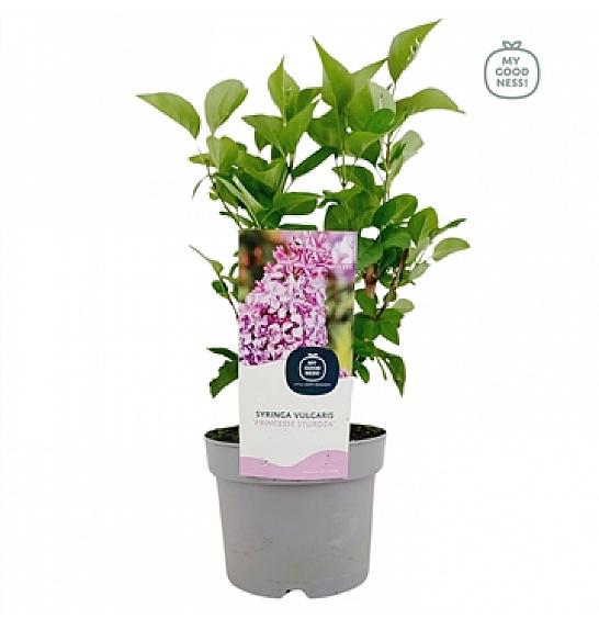 Syringa vulgaris Princesse Sturdza C2 Lit. 20 cm