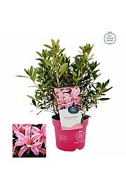 Azalea japonica Pink Spider ® C2 Lit. 35 cm