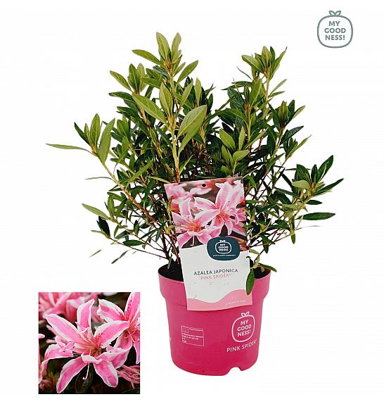 Azalea japonica Pink Spider ® C2 Lit. 35 cm