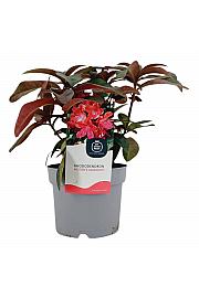 Rhododendron Moserov kestenjasti C2 Lit. 30-35 cm