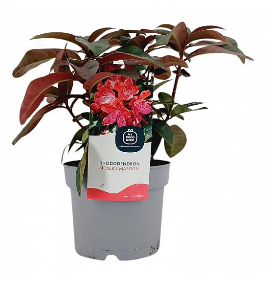 Rhododendron Moserov kestenjasti C2 Lit. 30-35 cm