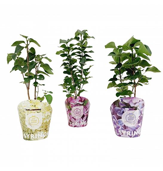 Syringa vulgaris Mix lončanica C2 Lit. 20 cm