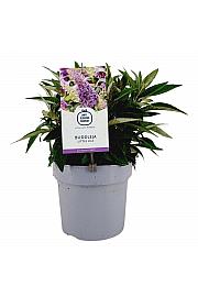 Budleja davidii Leptir Slatki Little Lilac ® C3 Lit 25-30 cm