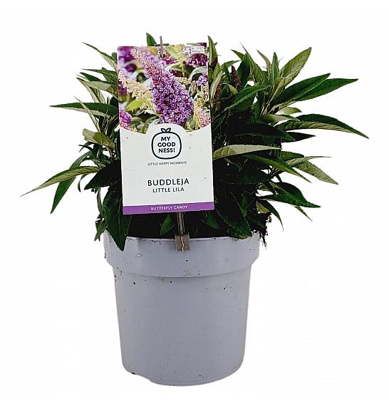 Budleja davidii Leptir Slatki Little Lilac ® C3 Lit 25-30 cm