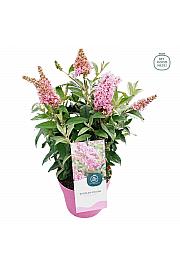 Budleja davidii Leptir Candy Little Pink ® C3 Lit 25-30 cm