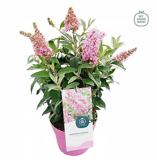 Budleja davidii Leptir Candy Little Pink ® C3 Lit 25-30 cm