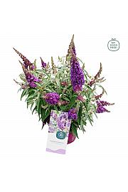 Budleja davidii Leptir Candy Little Purple ® C3 Lit 25-30 cm