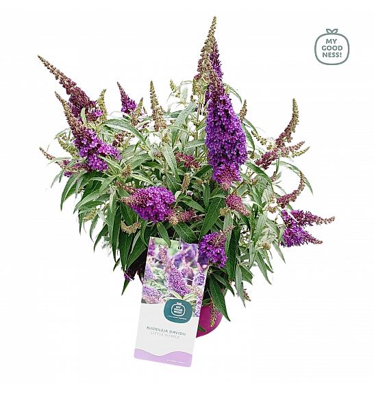 Budleja davidii Leptir Candy Little Purple ® C3 Lit 25-30 cm