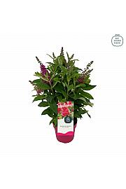 Budleja davidii Leptir Candy Little Ruby ® C3 Lit 25-30 cm