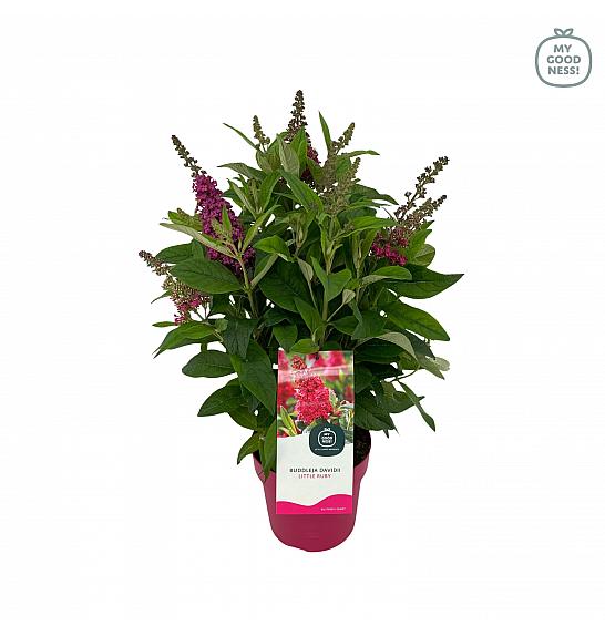 Budleja davidii Leptir Candy Little Ruby ® C3 Lit 25-30 cm