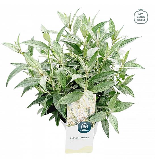 Budleja davidii Leptir Candy Little White ® C3 Lit 25-30 cm