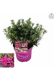 Japanska azaleja Starstyle ® Jorgovana C1,5 lit. 25 cm