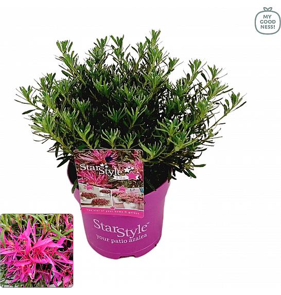 Japanska azaleja Starstyle ® Jorgovana C1,5 lit. 25 cm