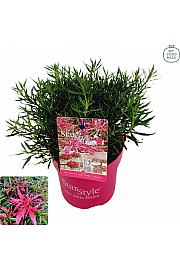 Azalea japonica Starstyle ® Pink C1.5 Lit. 25 cm