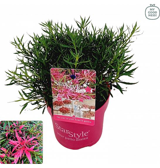 Azalea japonica Starstyle ® Pink C1.5 Lit. 25 cm