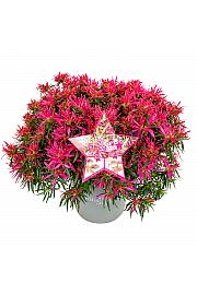 Azalea japonica Starstyle ® Pink C1.5 Lit. 25 cm