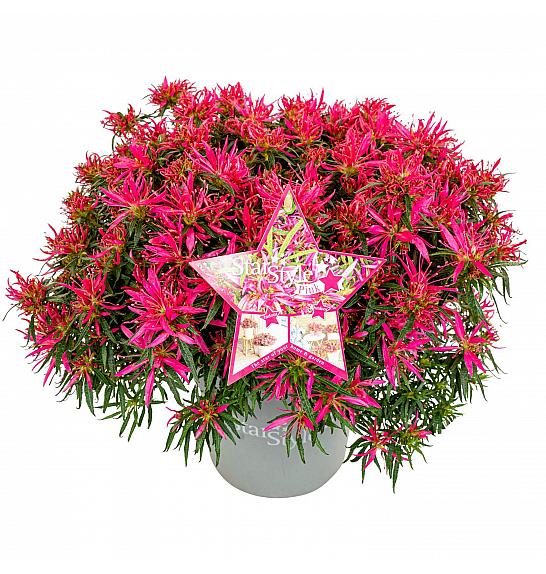 Azalea japonica Starstyle ® Pink C1.5 Lit. 25 cm
