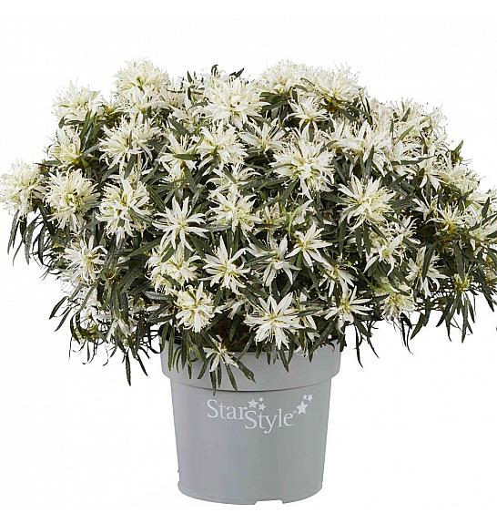 Azalea japonica Starstyle ® White C1.5 Lit. 25 cm